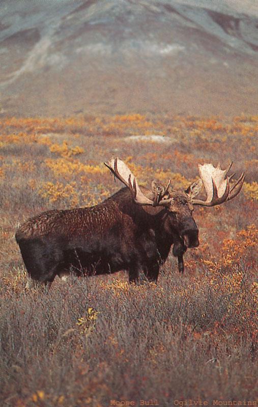 BW Brian Milne-Moose Bull.jpg