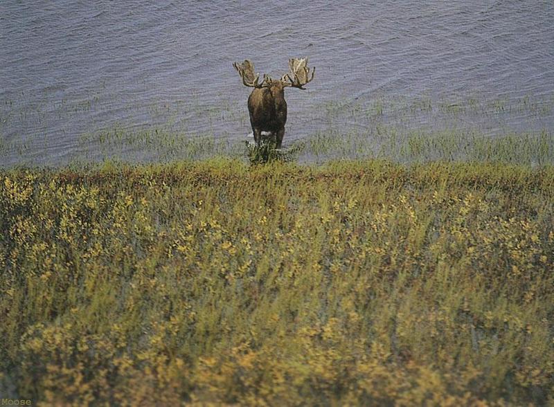 BW Wolfgang Weber-Moose.jpg
