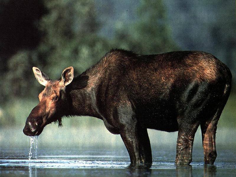 Ds-Animal 010 - Orignal-Moose-drinking water.jpg