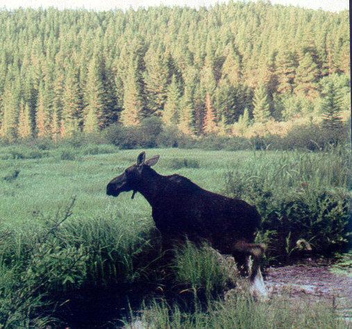 lj Saskatchewan Moose.jpg