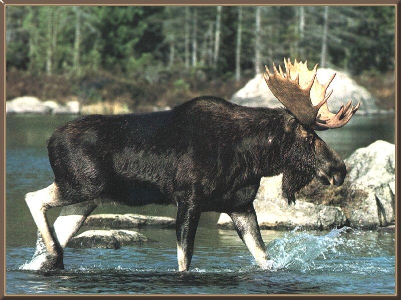Moose 00-Crossing River.jpg