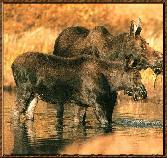 Moose 01-2Youngs-Standing in River.jpg