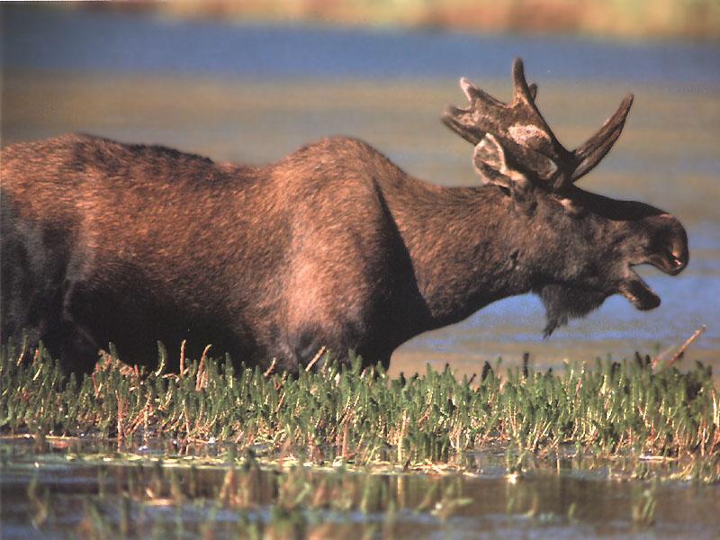 Moose 33-Standing in swamp.jpg