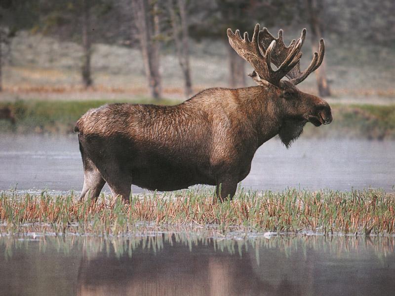 Moose 34-Standing in swamp.jpg