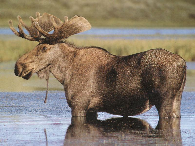 Moose 35-Standing in swamp.jpg
