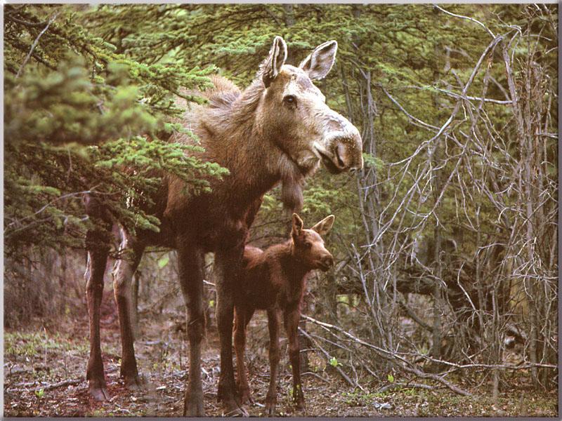 Moose 42-Mom and baby standing in forest.JPG