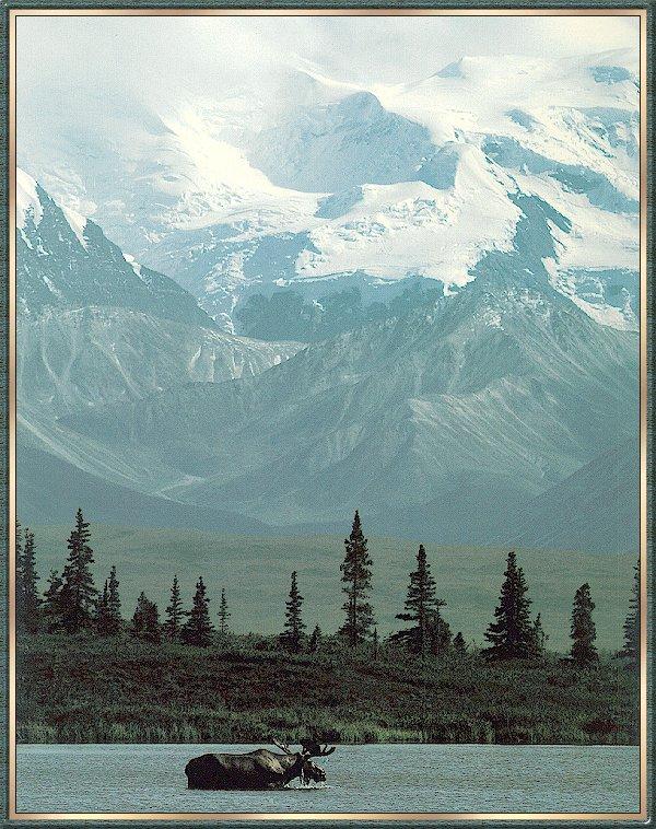 Moose bb001-Bull Moose-in lake-snow mountain.jpg