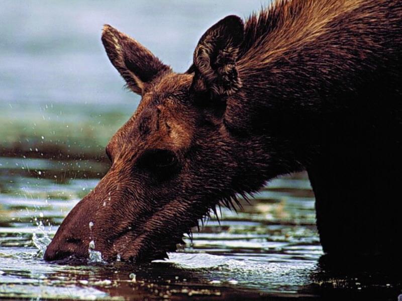 Moose drinking water.jpg