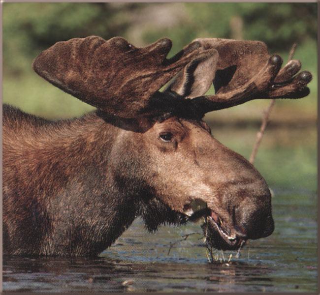 moose19-In Water-Face Closeup.jpg