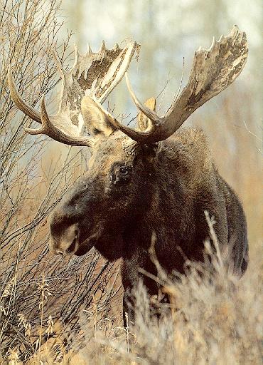 Moose1-Standing-In Bush.jpg