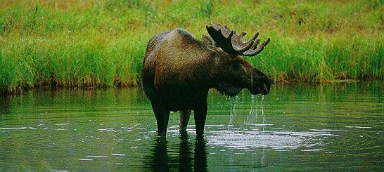 moose p1.jpg