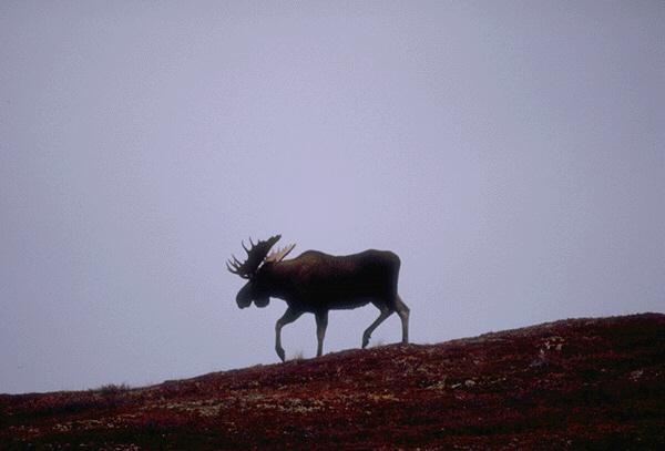 Moose-Walking On Hill.jpg