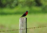 Red-breasted Blackbird profile.jpg