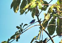 Golden-hooded Tanager side-view.jpg