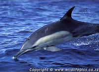 Delphinus delphis.jpg