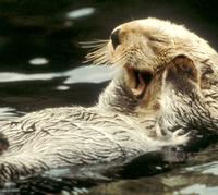 species sea otter.jpg