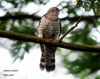 indian cuckoo 5651 jl.jpg