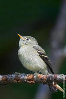 yellowbelliedflycatcher.jpg