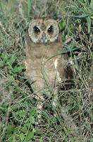 Marsh Owl 2005-01-17-0132.jpg