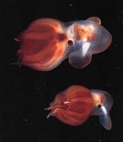 deep sea squid.jpg