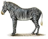 Equus grevyi.jpg
