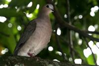 Grey-fronted dove.jpg