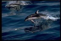Pacific White-Sided Dolphin 314029.jpg
