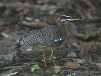 sunbittern.jpg