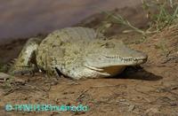Crocodylus niloticus ssp 00052BSNR.JPG