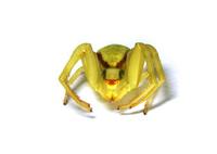 crabspider1330.jpg