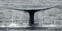blue whale 1 barnes 20061014.jpg