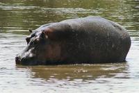 hippopotamus amphibius 3.jpg