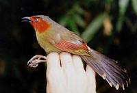 red-faced-liocichla-ap-opt.jpg