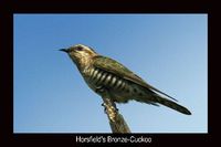 bronzecuckoo.jpg