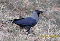 corvus splendens vrana 2.jpg