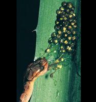 Tree Frog eggs are tuned to vibrations - larvae escapes right of snake - thanks Karen.jpg
