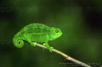 dwarf-chameleon-ngorongoro-tanzania-~-15390-24NS.jpg