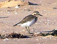 Plover Double-banded Perkins.jpg