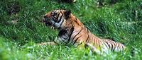 indochinese tiger ekemf51134 119879.jpg