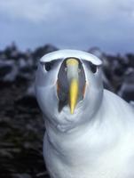 Shy albatross.jpg