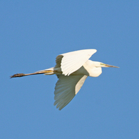 great-egret-kaz-2007.jpg