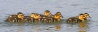 ducklings~501.jpg
