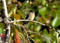 Black-capped Flycatcher close-up and on our way to Oro Verde.jpg