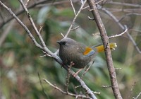 5963 060110 Elliot's Laughingthrush.jpg