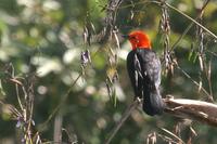Scarlet-headed blackbird.jpg