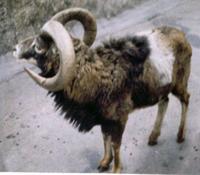 Mouflon.jpg