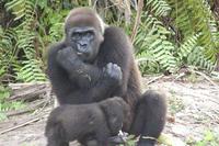 gorilla mum babe.jpg