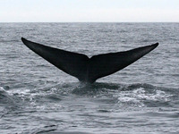 blue whale 2 guy 20061014.jpg