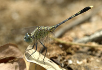 60896606.dragonfly.jpg