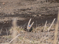 bluethroat.jpg